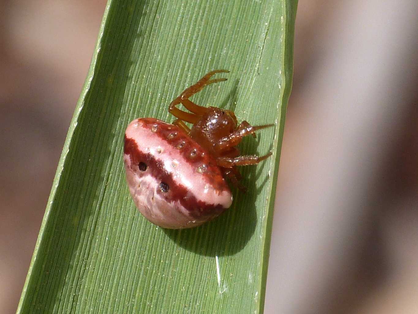 Cyrtarachne ixoides - Santa Teresa Gallura (OT)